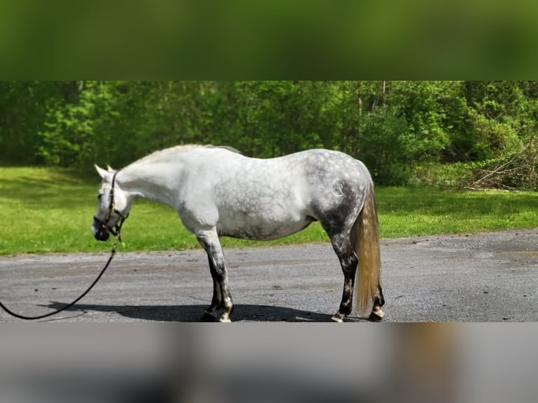 Andalusian Mare 15 years Gray in Monroe Township NJ