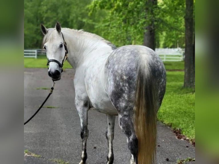 Andalusian Mare 15 years Gray in Monroe Township NJ