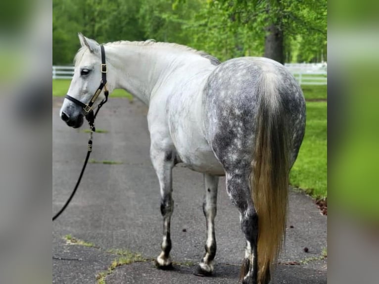 Andalusian Mare 15 years Gray in Monroe Township NJ