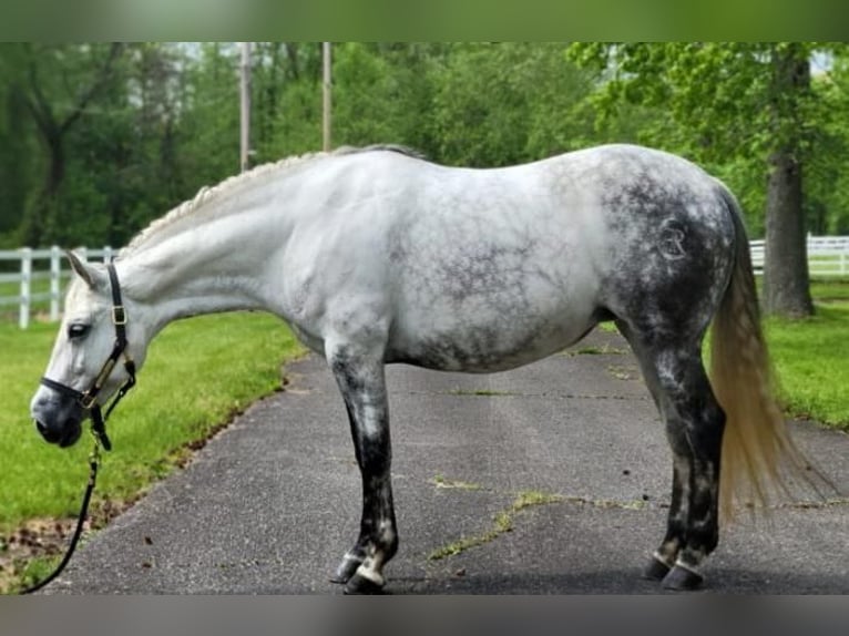 Andalusian Mare 15 years Gray in Monroe Township NJ