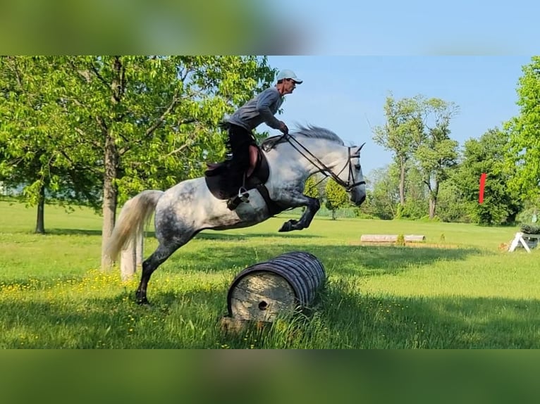 Andalusian Mare 15 years Gray in Monroe Township NJ