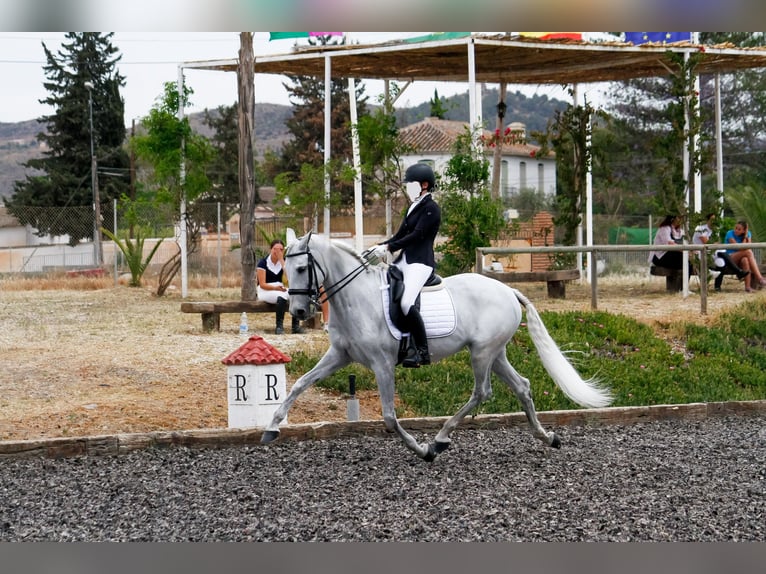 Andalusian Mix Mare 16 years 16,2 hh Gray in Málaga