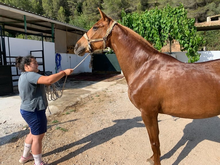Andalusian Mare 16 years 16 hh Chestnut-Red in Orba (Casco Antiguo)
