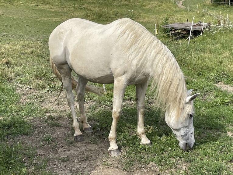 Andalusian Mare 16 years 16 hh Gray in Heinzenberg