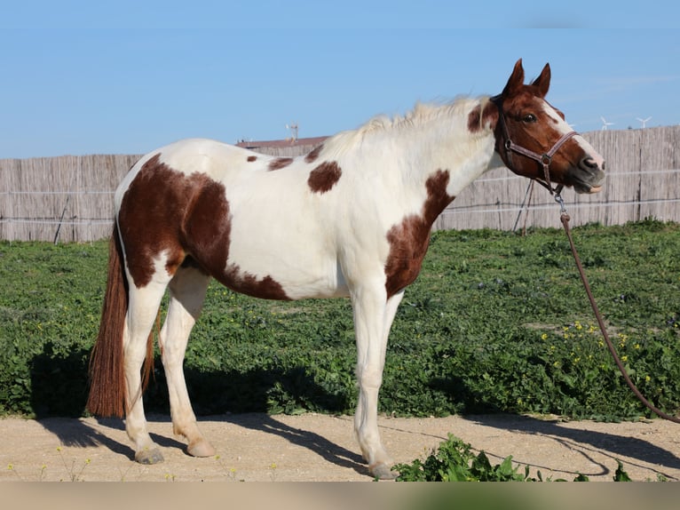 Andalusian Mare 17 years 15,1 hh Pinto in Barbate (San Ambrosio)