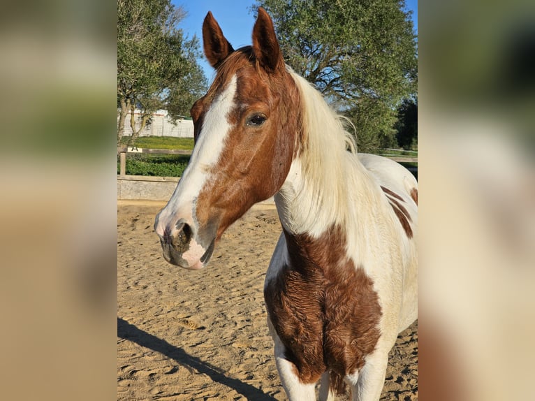 Andalusian Mare 17 years 15,1 hh Pinto in Barbate (San Ambrosio)