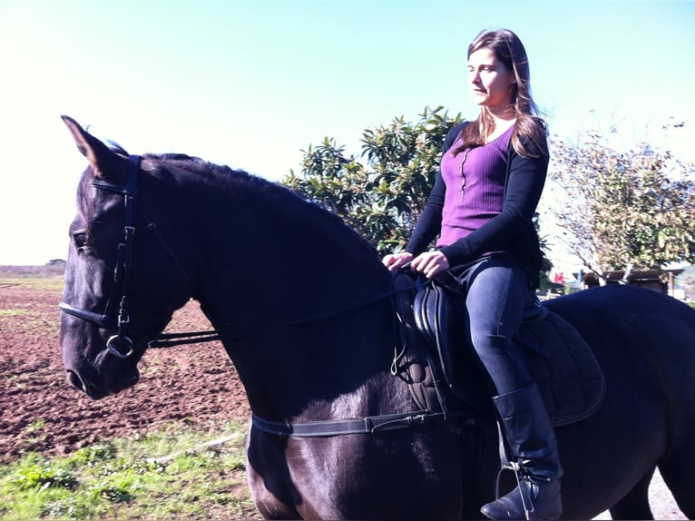 Andalusian Mare 17 years 16,1 hh Black in Copons