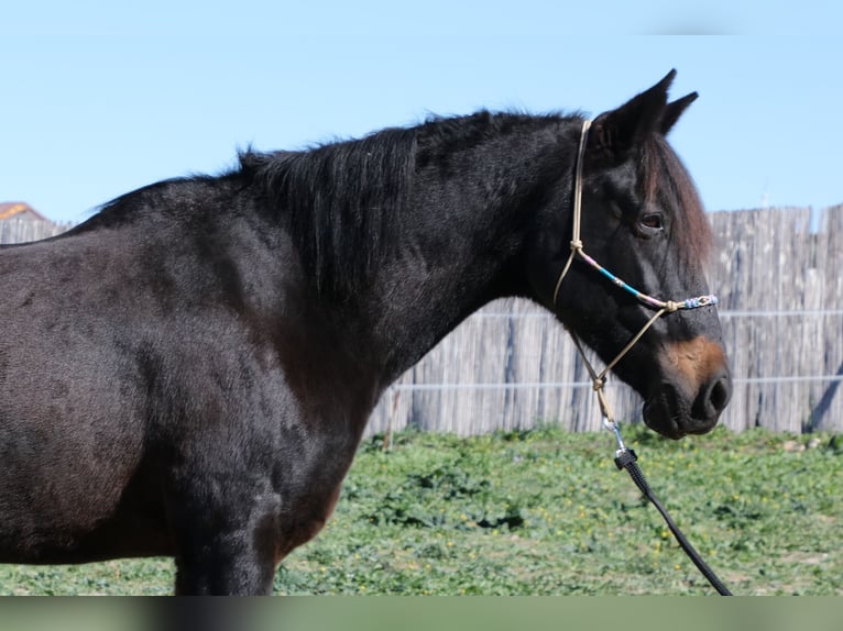 Andalusian Mare 18 years 15,1 hh Smoky-Black in Barbate (San Ambrosio)