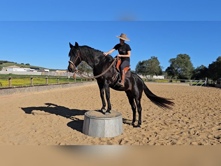 Andalusian Mare 18 years 15,1 hh Smoky-Black in Barbate (San Ambrosio)