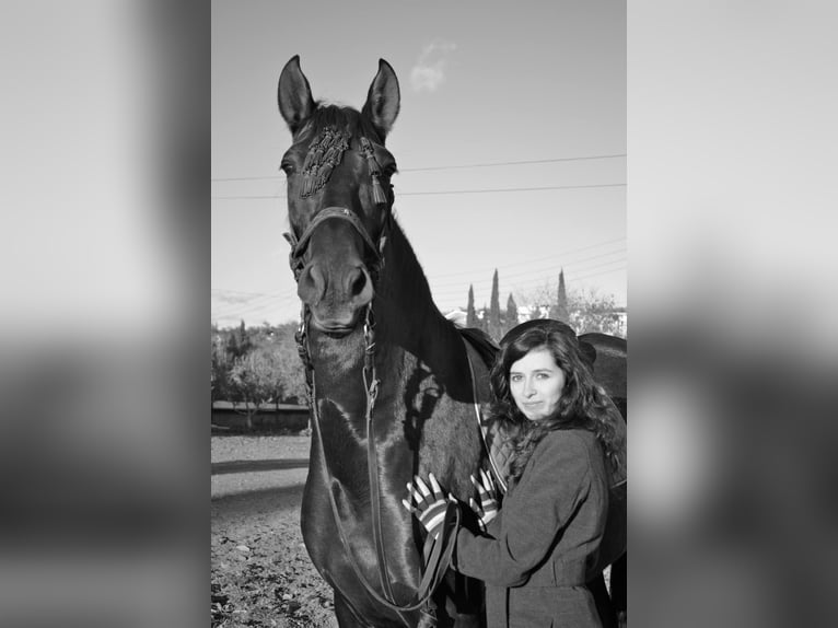 Andalusian Mare 18 years 16,1 hh Black in Copons