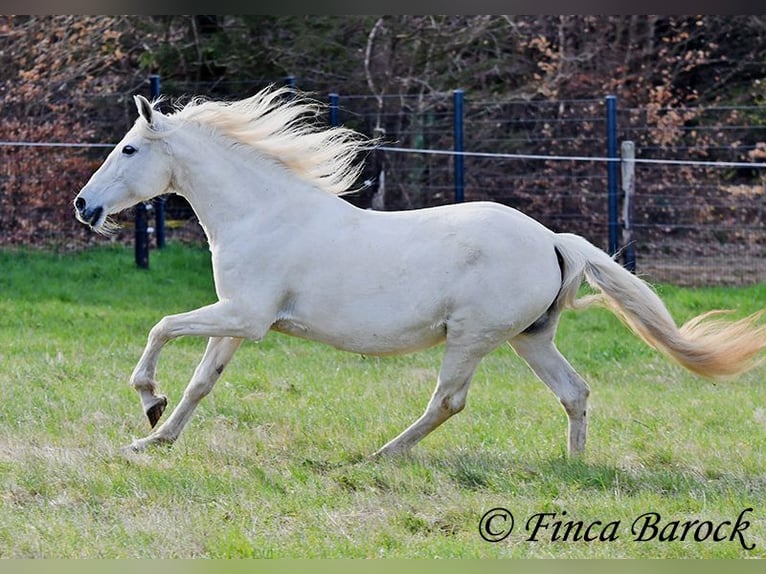 Andalusian Mare 19 years 15.2 hh Grey in Wiebelsheim
