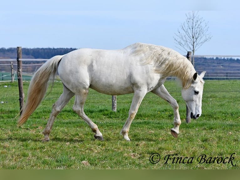 Andalusian Mare 19 years 15.2 hh Grey in Wiebelsheim