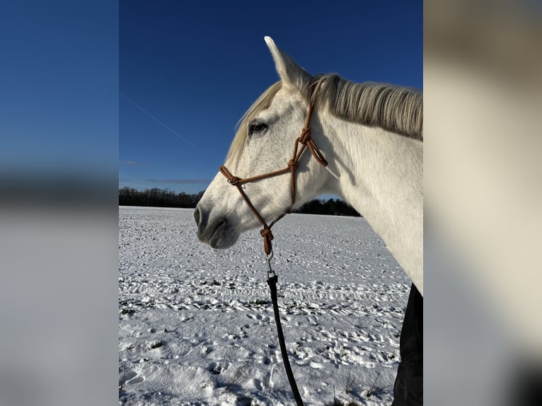 Andalusian Mix Mare 19 years 16.1 hh Grey in Neuenhagen bei Berlin