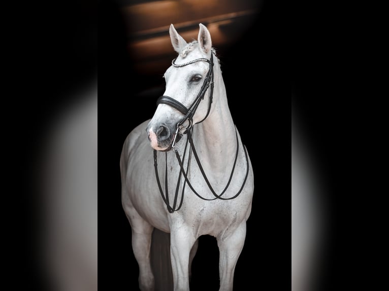 Andalusian Mix Mare 19 years 16.1 hh Grey in Neuenhagen bei Berlin