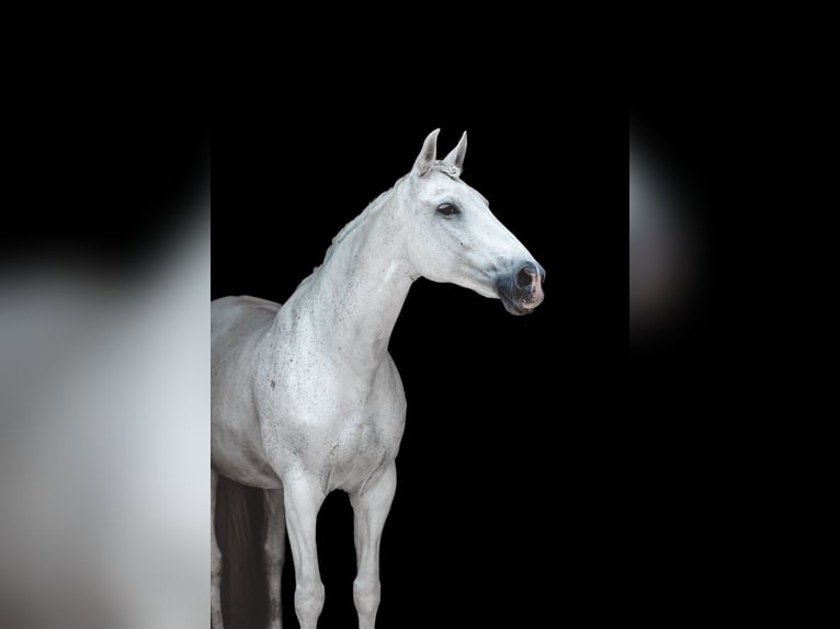 Andalusian Mix Mare 19 years 16.1 hh Grey in Neuenhagen bei Berlin