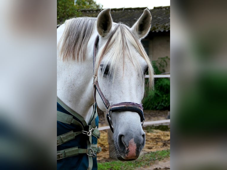 Andalusian Mix Mare 19 years 16.1 hh Grey in Neuenhagen bei Berlin