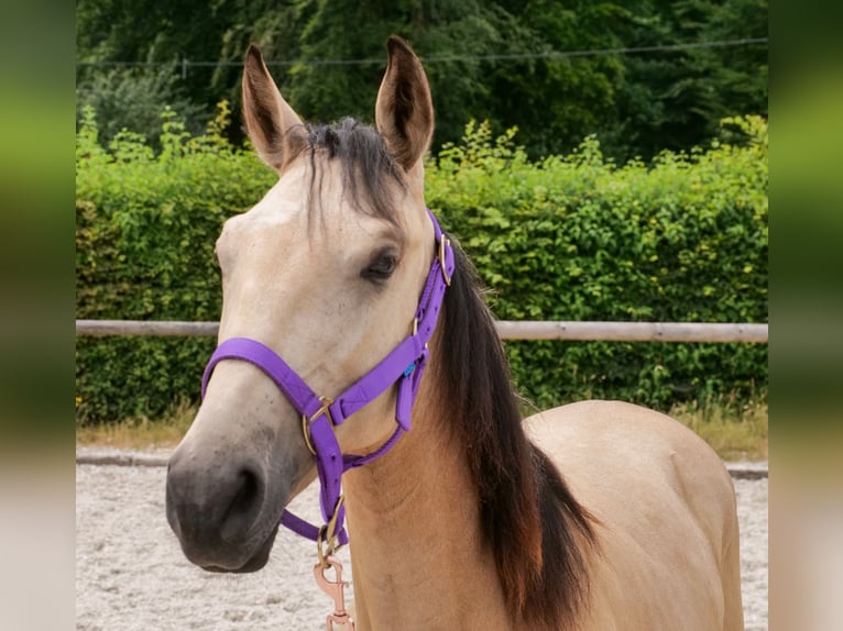 Andalusian Mare 1 year 13 hh Dun in Neustadt (Wied)