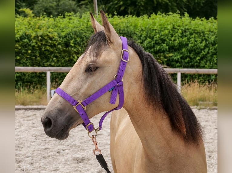 Andalusian Mare 1 year 13 hh Dun in Neustadt (Wied)