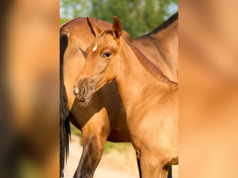 Andalusian Mare 1 year 14,1 hh Chestnut-Red in Navalperal De Pinares