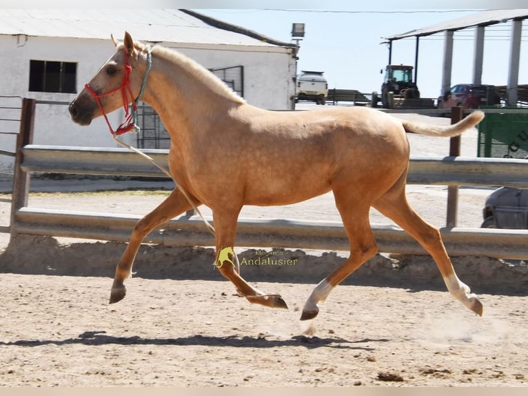 Andalusian Mare 1 year 14.1 hh Palomino in Provinz Cordoba