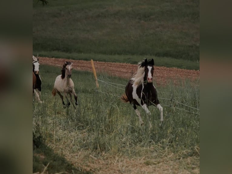 Andalusian Mix Mare 1 year 14,2 hh Brown Falb mold in Sulzbach an der Murr