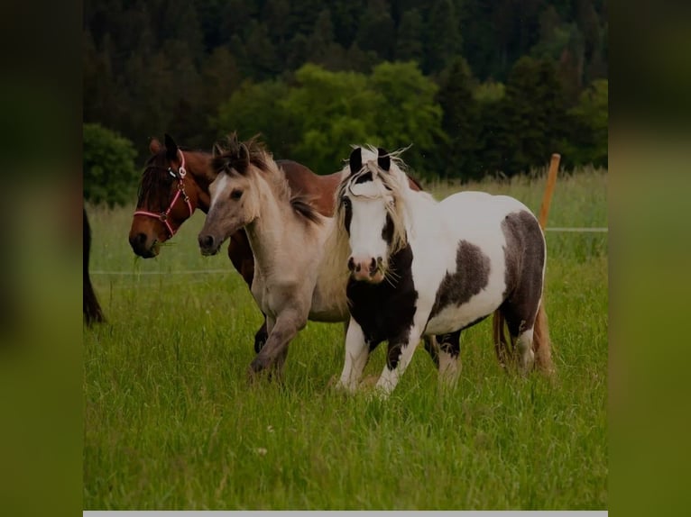 Andalusian Mix Mare 1 year 14,2 hh Brown Falb mold in Sulzbach an der Murr