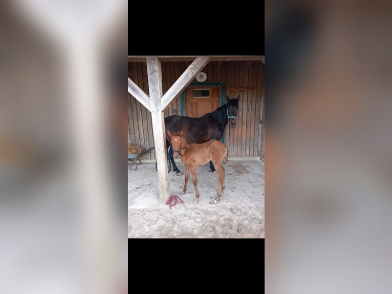 Andalusian Mare 1 year 14,2 hh Gray-Red-Tan in Puchheim