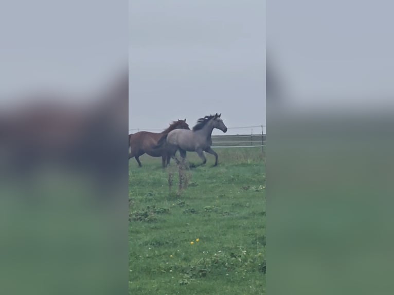 Andalusian Mare 1 year 14,2 hh Gray-Red-Tan in Puchheim