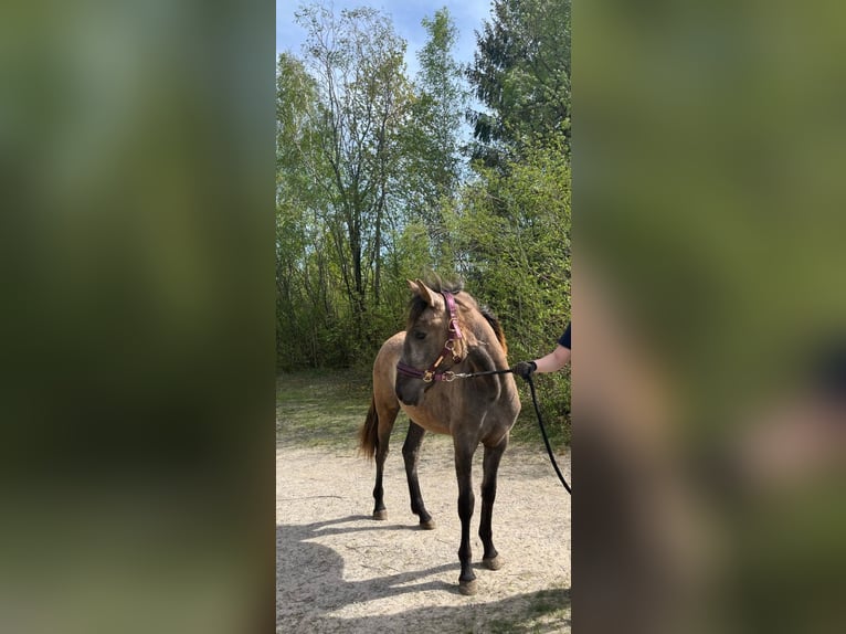 Andalusian Mare 1 year 14,2 hh Gray-Red-Tan in Puchheim