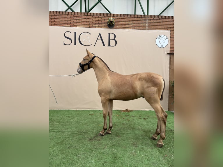 Andalusian Mare 1 year 14,2 hh Overo-all-colors in El Castillo De Las Guardas