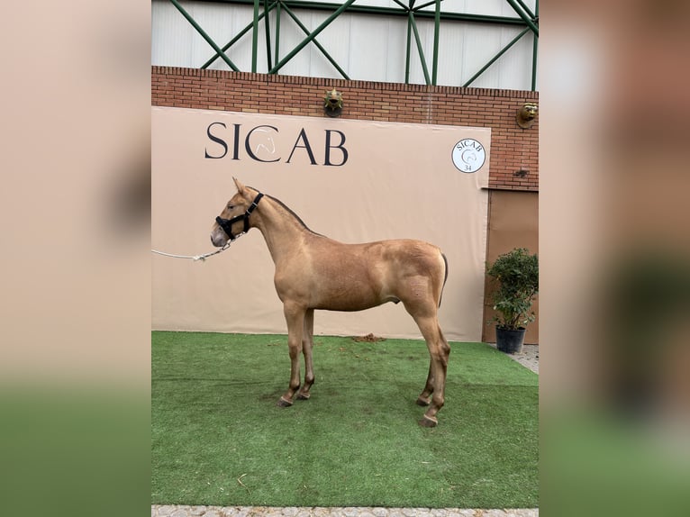 Andalusian Mare 1 year 14,2 hh Overo-all-colors in El Castillo De Las Guardas