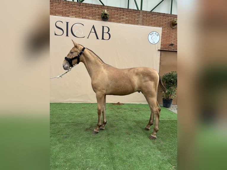 Andalusian Mare 1 year 14,2 hh Overo-all-colors in El Castillo De Las Guardas