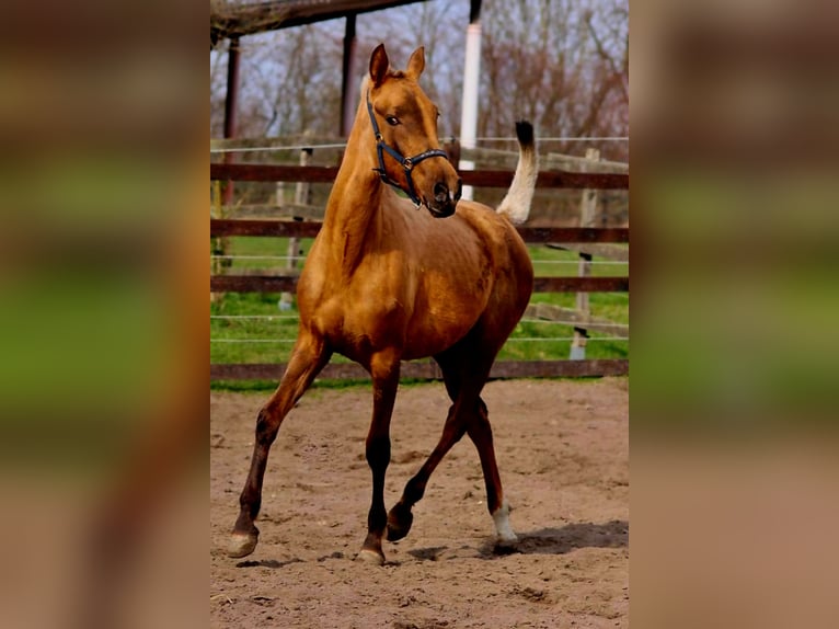 Andalusian Mare 1 year 14,2 hh Palomino in Brandis