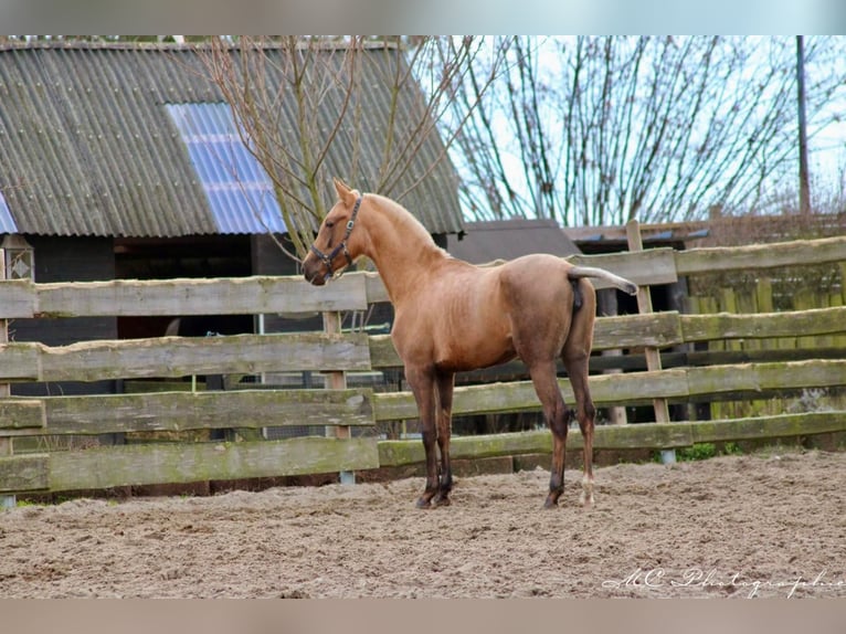 Andalusian Mare 1 year 14,2 hh Palomino in Brandis