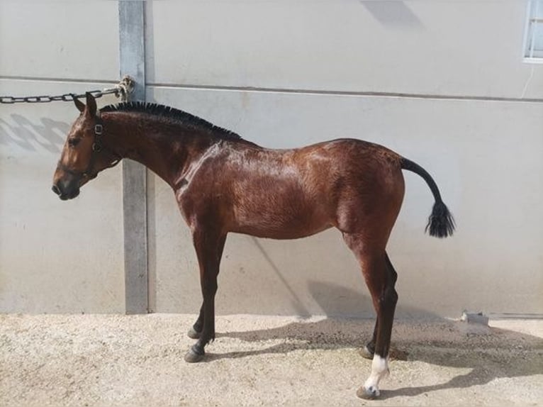 Andalusian Mare 1 year 14,3 hh Bay in Alicante/Alacant