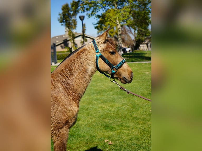 Andalusian Mare 1 year 14 hh Buckskin in Corona, CA