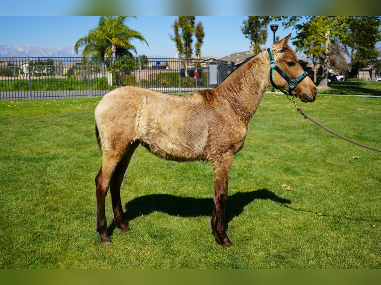 Andalusian Mare 1 year 14 hh Buckskin in Corona, CA