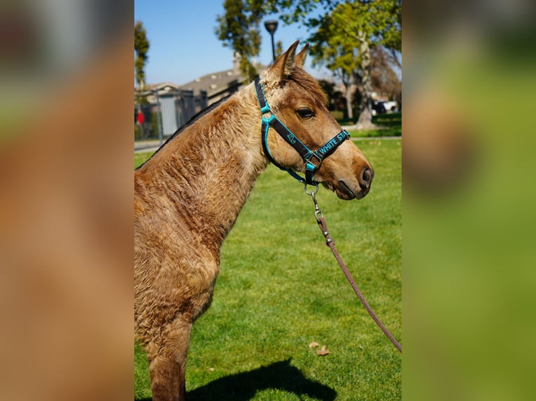 Andalusian Mare 1 year 14 hh Buckskin in Corona, CA