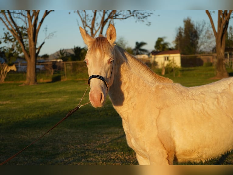 Andalusian Mare 1 year 14 hh Pearl in Corona, CA