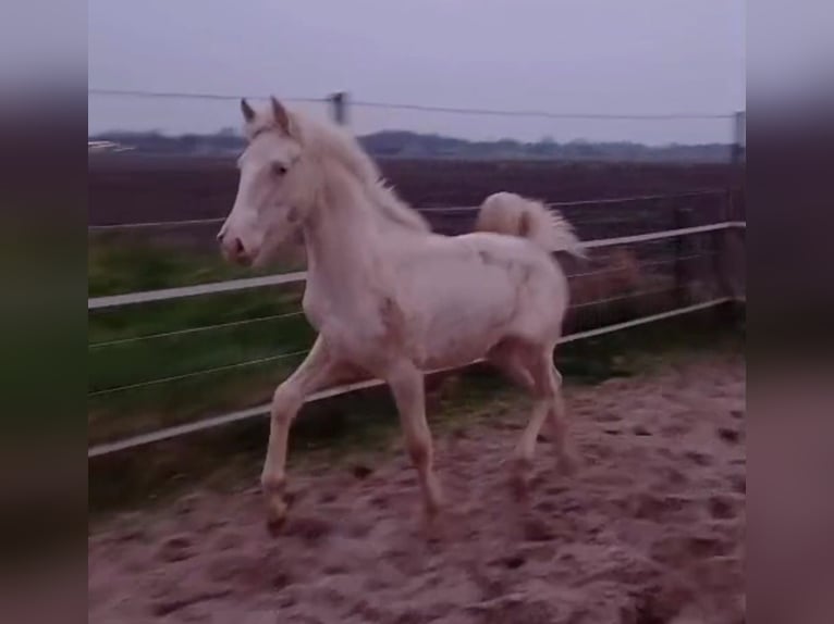 Andalusian Mix Mare 1 year 14,2 hh Cremello in Emmer-Compascuum