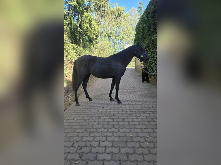 Andalusian Mare 1 year 15.1 hh Black in Rerik OT Russow