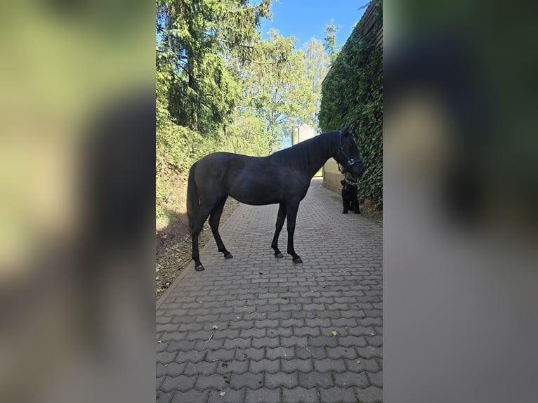 Andalusian Mare 1 year 15.1 hh Black in Rerik OT Russow