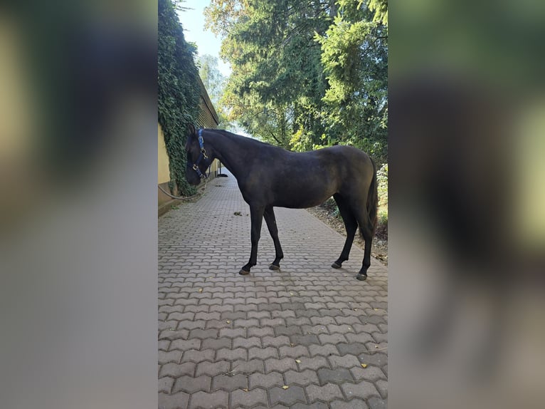 Andalusian Mare 1 year 15.1 hh Black in Rerik OT Russow