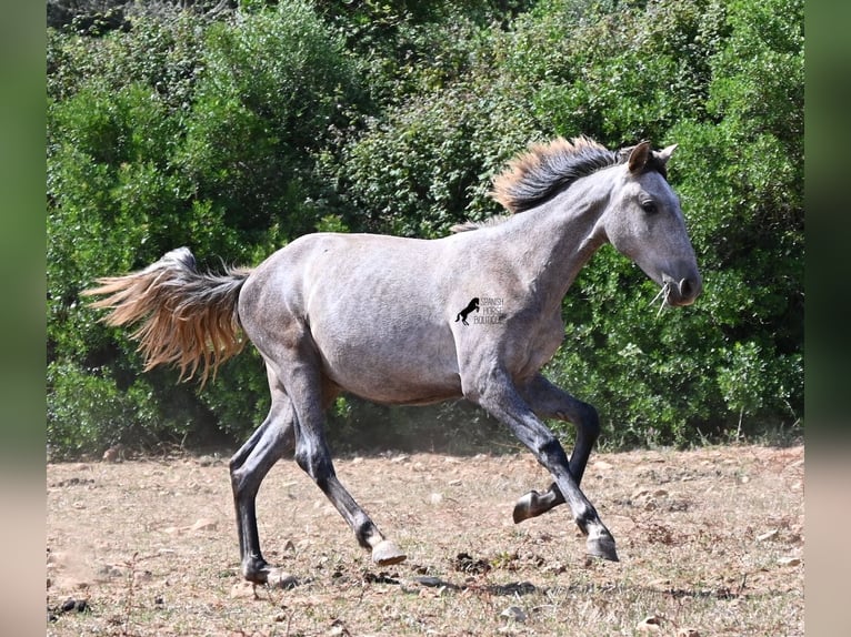 Andalusian Mare 1 year 15.1 hh Grey in Menorca
