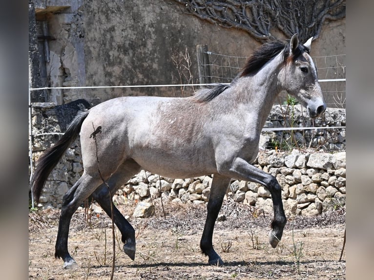 Andalusian Mare 1 year 15.1 hh Grey in Mallorca