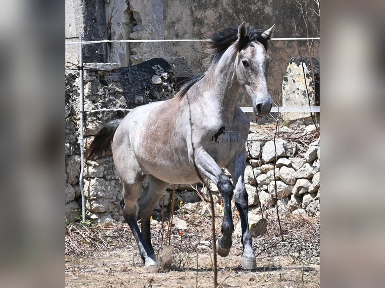 Andalusian Mare 1 year 15.1 hh Grey in Mallorca