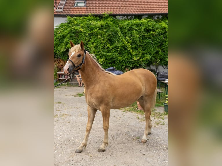 Andalusian Mix Mare 1 year 15,1 hh Palomino in Neumarkt-Sankt Veit