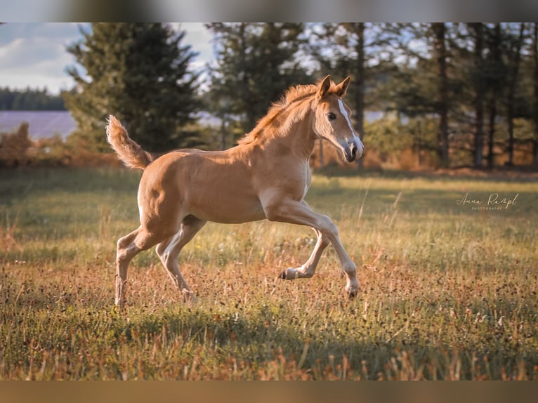 Andalusian Mix Mare 1 year 15,1 hh Palomino in Neumarkt-Sankt Veit