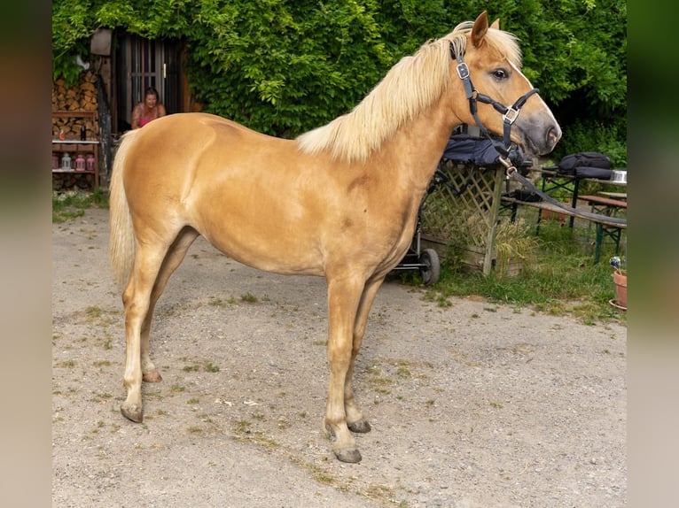 Andalusian Mix Mare 1 year 15,1 hh Palomino in Neumarkt-Sankt Veit