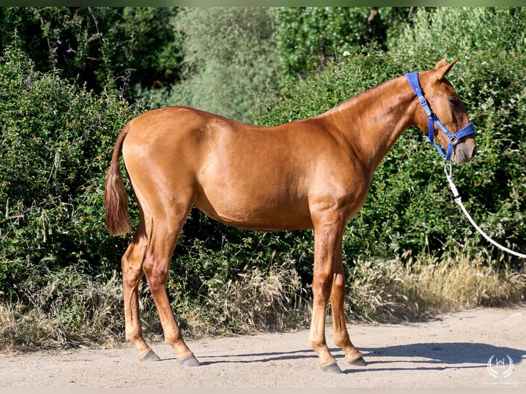 Andalusian Mare 1 year 15.1 hh Sorrel in Navalperal De Pinares